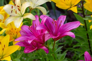 Summer Flowering Bulbs