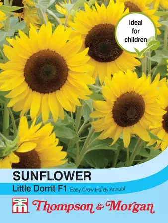 Sunflower Little Dorrit F1 Hybrid