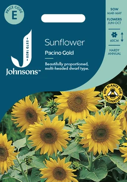 Sunflower Pacino Gold - image 1