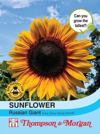 Sunflower Russian Giant