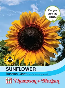 Sunflower Russian Giant