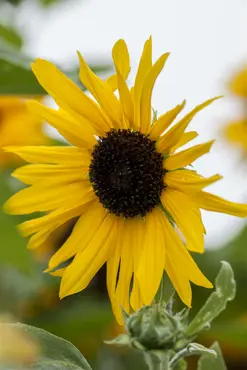 Sunflower Table 35x50cm - image 1