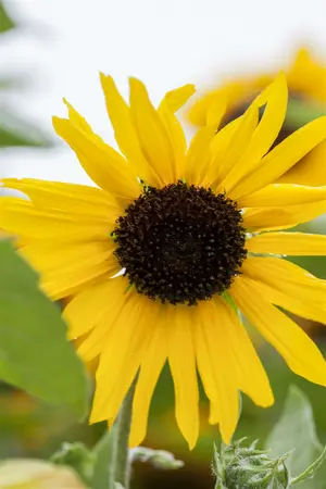 Sunflower Table 35x50cm - image 2