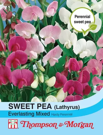 Sweet Pea Everlasting Mixed (Lathyrus)