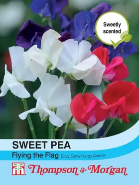 Sweet Pea Flying the Flag