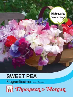 Sweet Pea Fragrantissima