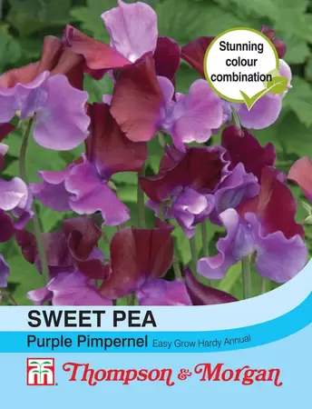 Sweet Pea Purple Pimpernel