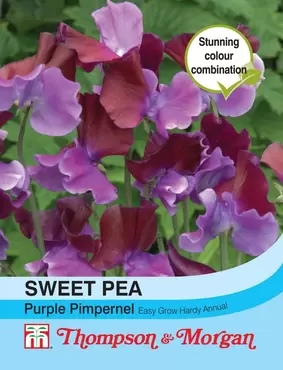 Sweet Pea Purple Pimpernel
