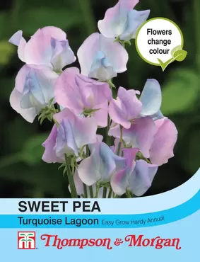 Sweet Pea Turquoise Lagoon
