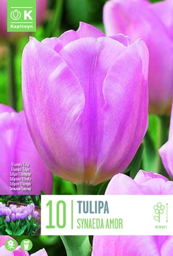 Synaeda Amor Tulip Bulbs