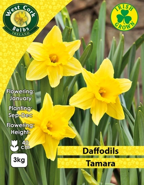 Tamara Daffodils 3kg
