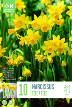 Tete A Tete Narcissus Bulbs