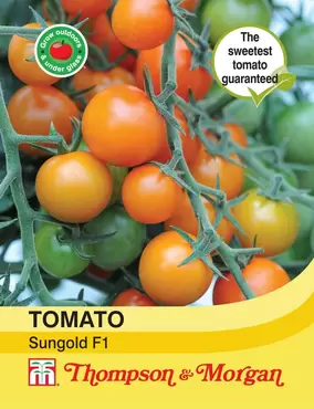 Tomato Sungold F1 Hybrid