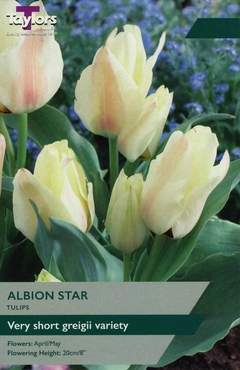 Tulip Albion Star 10-11