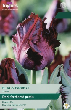 Tulip Black Parrot 11-12 P/P
