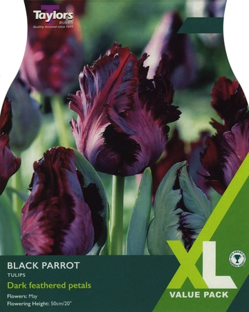 Tulip Black Parrot Xl