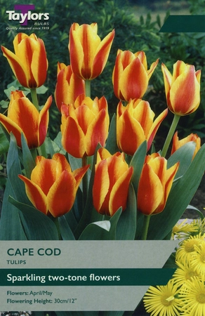 Tulip Cape Cod 10-11