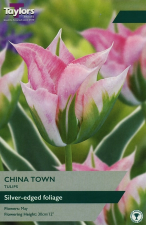 Tulip China Town 11-12