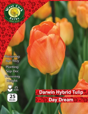 Tulip Darwin 'Day Dream' 25 Bulbs 10/11