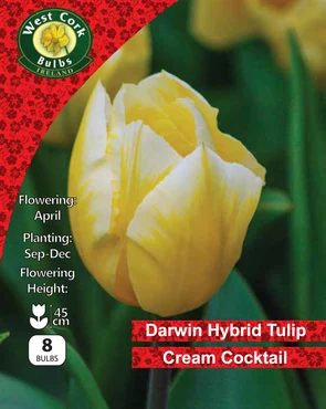 Tulip Darwin Hybrid 'Cream Cocktail' 8 Bulbs Prepack
