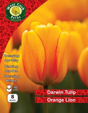 Tulip Darwin Hybrid 'Orange Lion' 8 Bulbs Prepack - image 1