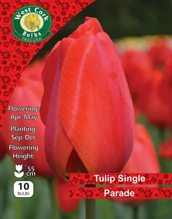 Tulip Darwin Hybrid 'Parade' 10 Bulbs Prepack