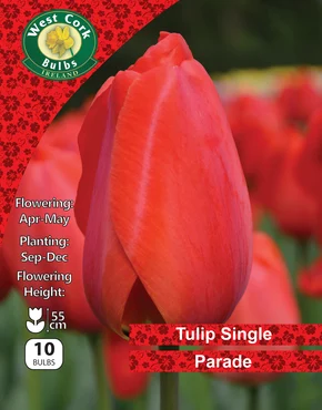 Tulip Darwin Hybrid 'Parade' 10 Bulbs Prepack