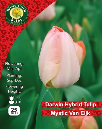 Tulip Darwin 'Mystic Van Eijk' 25 Bulbs - image 2