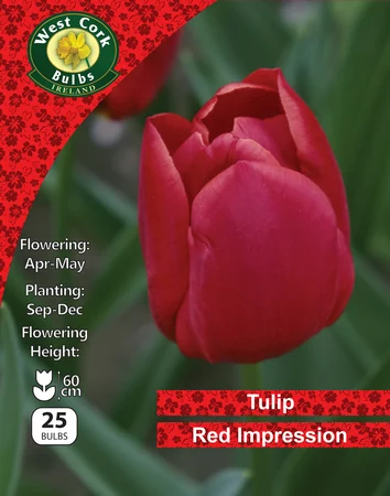 Tulip Darwin 'Red Impression' 25 Bulbs Pack 10/11 - image 1