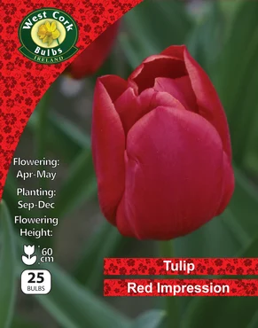 Tulip Darwin 'Red Impression' 25 Bulbs Pack 10/11 - image 1