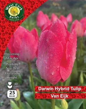 Tulip Darwin 'Van Eijk' 25 Bulbs Pack 10/11 - image 1