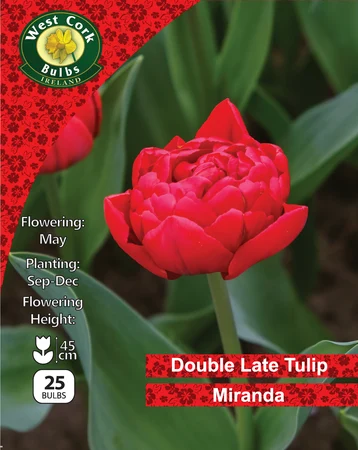 Tulip Double 'Miranda' 25 Bulbs Pack 10/11