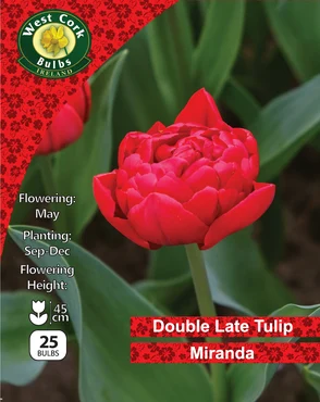 Tulip Double 'Miranda' 25 Bulbs Pack 10/11