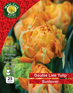 Tulip Double 'Sunlover' 25 Bulbs Net 10/11