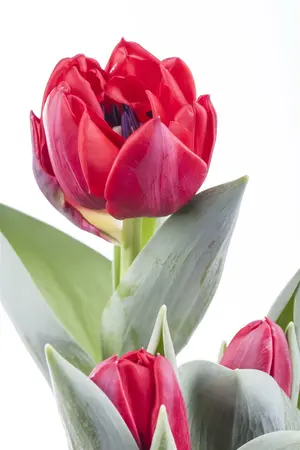 Tulip Dwarf 'Julius Caesar' 25 Bulbs Pack 10/11 - image 6