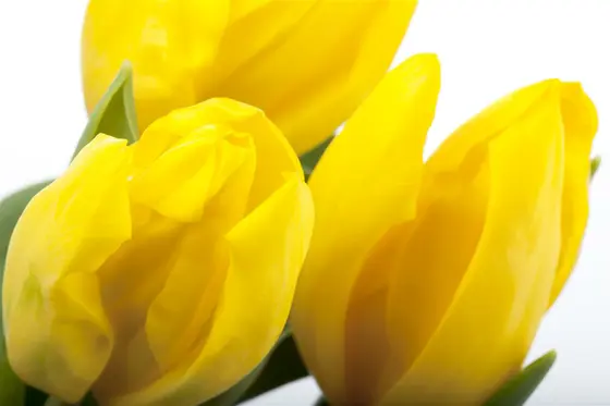 Tulip Dwarf 'Julius Caesar' 25 Bulbs Pack 10/11 - image 3