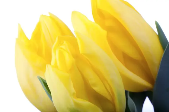 Tulip Dwarf 'Julius Caesar' 25 Bulbs Pack 10/11 - image 4