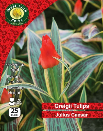 Tulip Dwarf 'Julius Caesar' 25 Bulbs Pack 10/11 - image 1