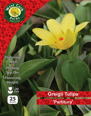 Tulip Dwarf 'Partitura' 25 Bulbs Pack 11/12