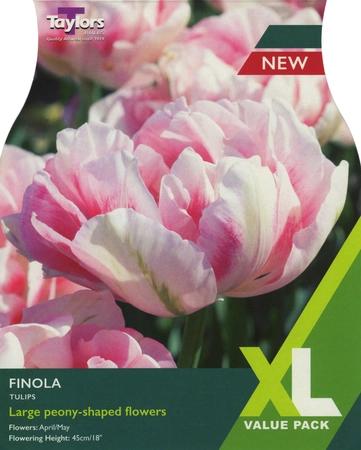 Tulip Finola XL
