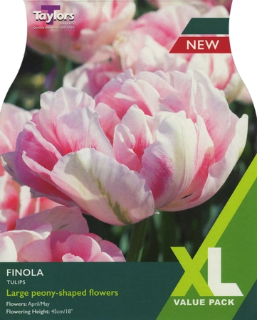 Tulip Finola 10-11 Xl