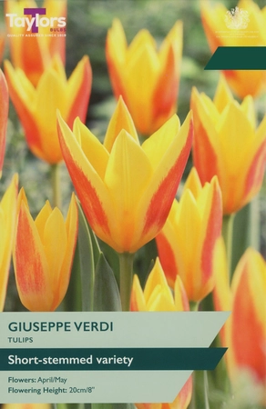 Tulip Giuseppe Verdi 10-11 P/P