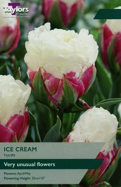 Tulip Ice Cream 11-12