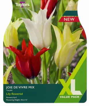 Tulip Joie De Vivre Mix 11-12 Xl