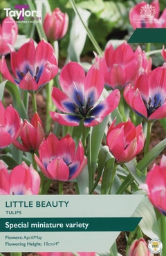 Tulip Little Beauty 6-8 P/P