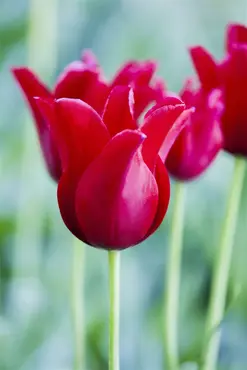 Tulip 'Little Red Riding Hood' 25 Bulbs 10/11 - image 2