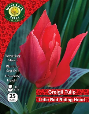 Tulip 'Little Red Riding Hood' 25 Bulbs 10/11