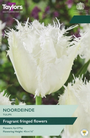 Tulip Noordeinde 11-12 P/P