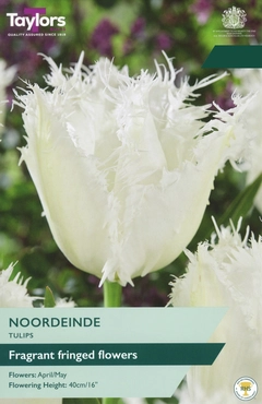 Tulip Noordeinde 11-12 P/P