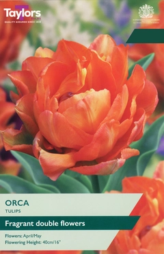 Tulip Orca